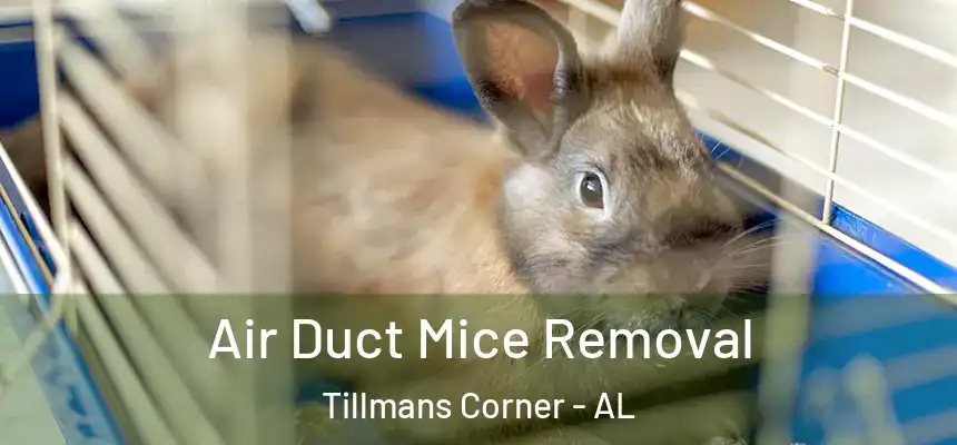  Air Duct Mice Removal Tillmans Corner - AL